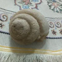 فسیل قدیمی ۲۰۰۰ساله