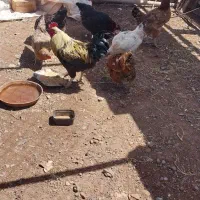 مرغ تخمگذار