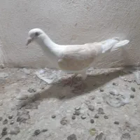 کفتر صید