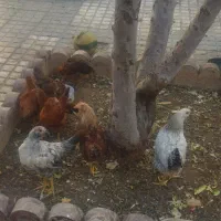 جوجه مرغ و خروس