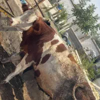 تلیسه سیمینتال درجه یک