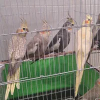 عروس هلندی