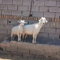 فروش انواع گوسفند سالم وشناخته داشتی، پرواری و..