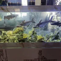 ماهی سایز بزرگ