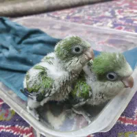 طوطی راهب