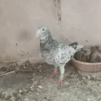 کفتر|پرنده|نیشابور, ناسیونال|دیوار