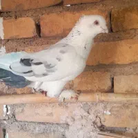 کفتر دورگ بلژیکی