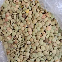 عدس مغان
