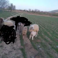 گوسفند بره میش