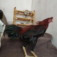خروس لاری