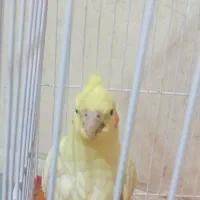 عروس هلندی