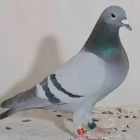 کبوتر پلاکی مسافتی ماده
