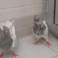 جفت کله الماسی