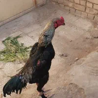 جوجه اوشامو
