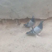 کاغذی