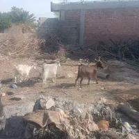 ۱۰عددبز چاق
