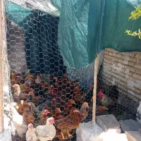 جوجه ۴ روزه و مرغ محلی