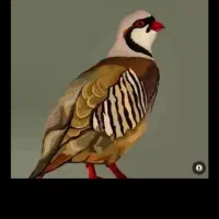 پرنده زینتی