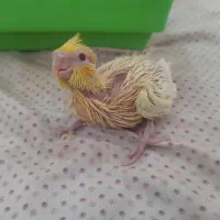 جوجه عروس هلندی