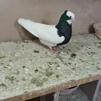 فروش کبوتر طوقی