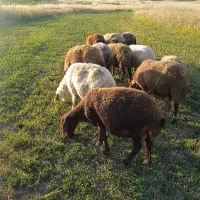 12راس گوسفند جوان آبستن سنگین مالچه