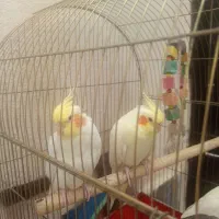 عروس هلندی