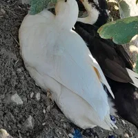 اردک