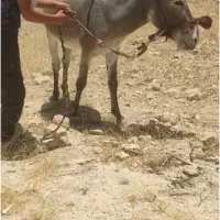 الاغ ماده زرنگ
