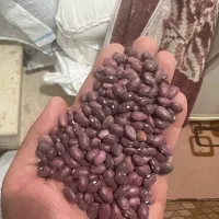 لوبیا قرمز درجه یک بوجارشده لیزری
