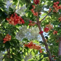 یک باغ به فروش میرسد