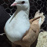 کلاع زرد ماده کفتر