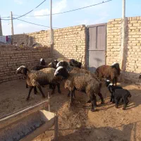 میش بره دار