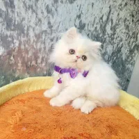 اگزوتیک عسلچه پسر