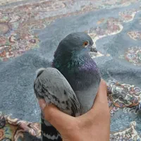 کفتر سبز پلاکی مسافتی
