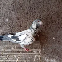 کفتر