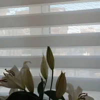 گل لیلیوم بزرگ درجه یک