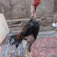 خروس لاری اصیل