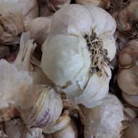 سیر خشک همدان