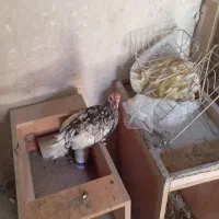 مرغ