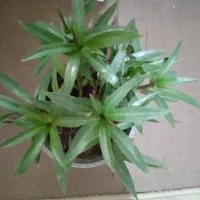 گهواره موسی