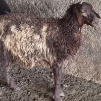 دوتا میش با یک بره