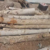 چنار خشک