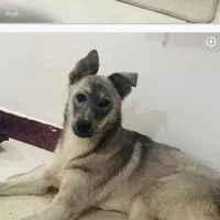 یک قلاده سگ واگذار میشود