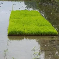 توم هاشمی