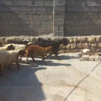 بره درجه ۱