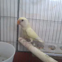 طوطی کوتوله