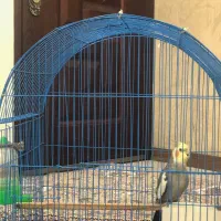 عروس هلندی