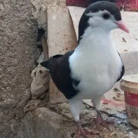 جوجه ساده