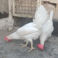 دو عدد مرغ سفید