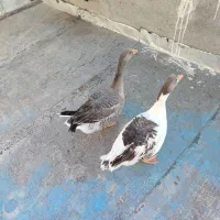 غاز